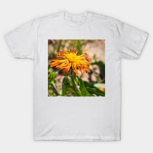 Mountain Wildflower by Debra Martz T-Shirt